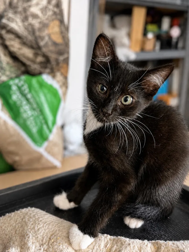 A baby small-sized male Domestic Short Hair cat named Puck for adoption in Rio Linda, CA