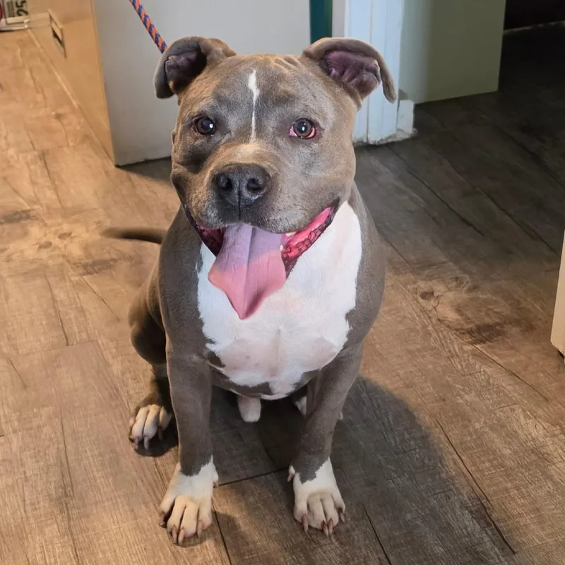 An adult large-sized male Gray / Blue / Silver Pit Bull Terrier dog named Thor for adoption in Jefferson city, TN