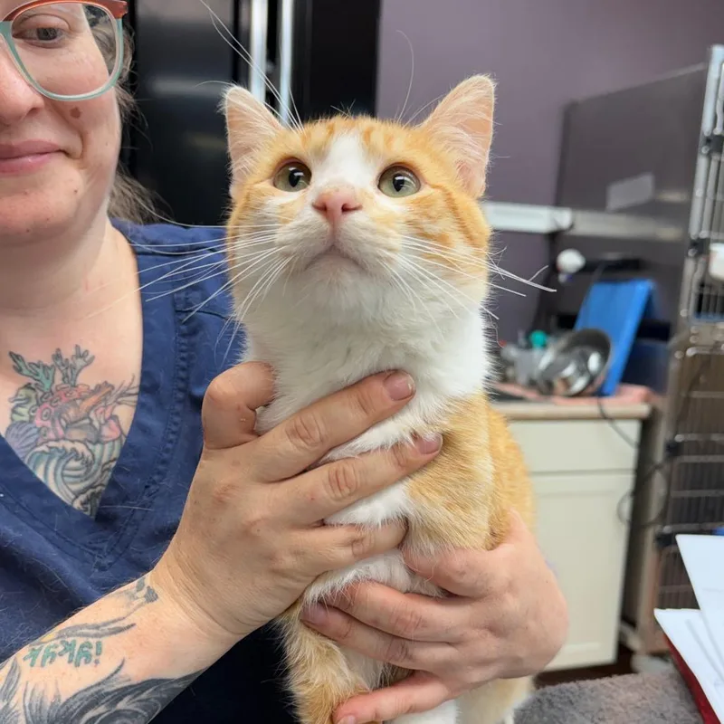 An adult medium-sized male Orange / Red Domestic Short Hair cat named Hot Dog for adoption in Madison, WI