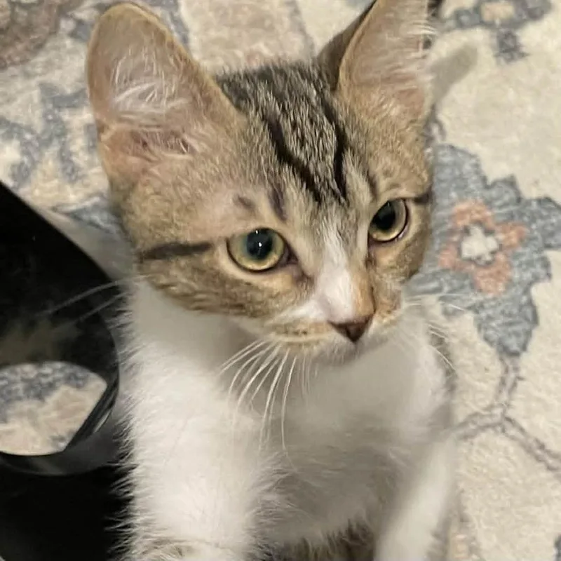 A baby small-sized male Brown / Chocolate Domestic Short Hair cat named Chucky Shaw for adoption in Eagle Mountain, UT