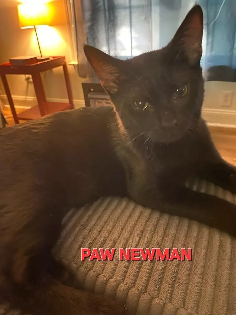 A baby medium-sized male Domestic Short Hair cat named Paw Newman for adoption in Rome, GA