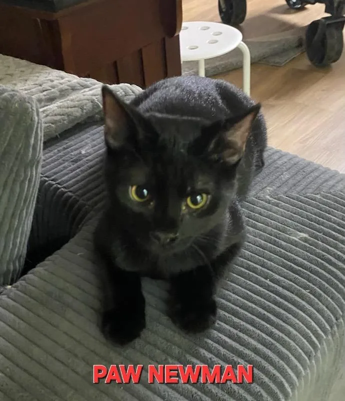 Paw Newman thumbnail 2