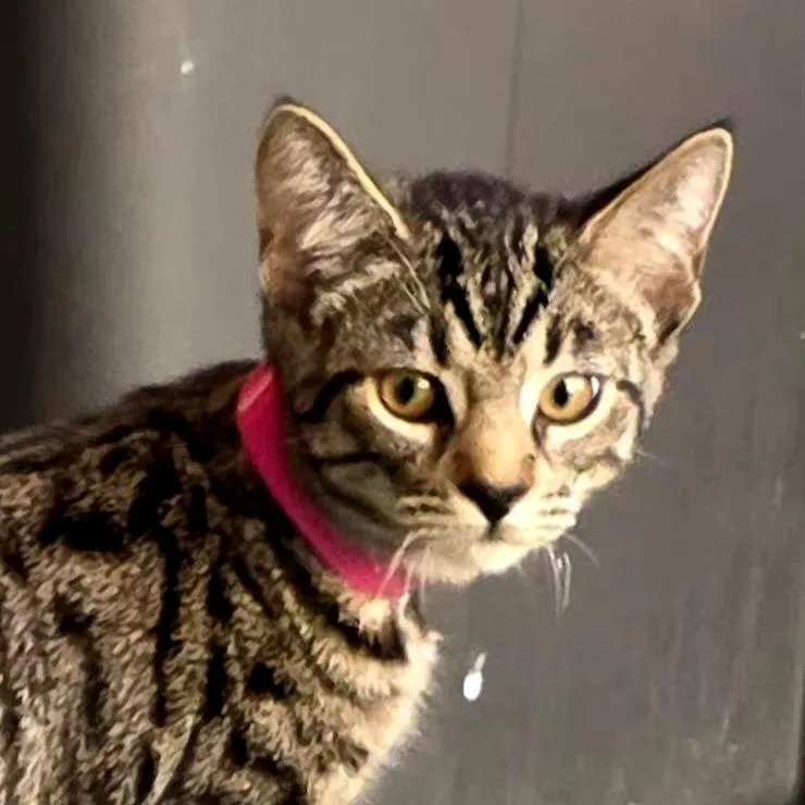 A baby small-sized female Black Domestic Short Hair cat named Alex for adoption in Santa Barbara, CA