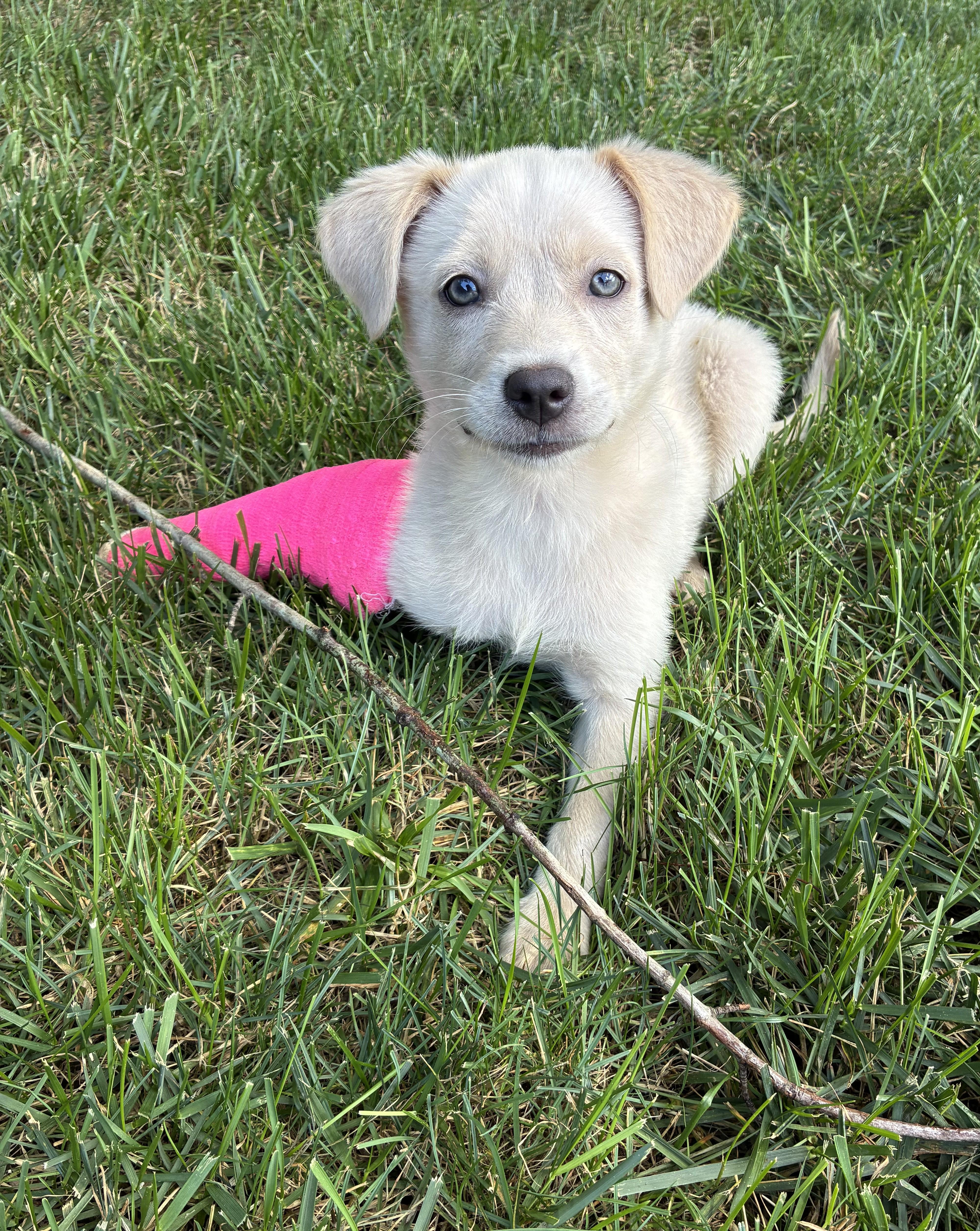 A baby small-sized female White / Cream Border Terrier dog named Marshmallow for adoption in Abington, PA