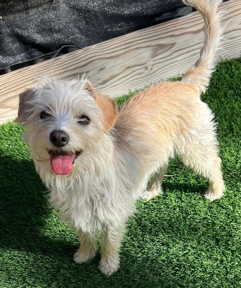 A young small-sized female Terrier dog named Patsy for adoption in Lake Forest, CA