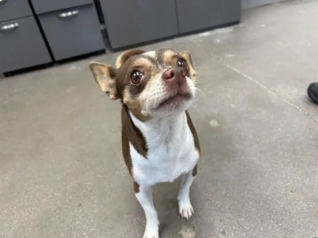 Snickers