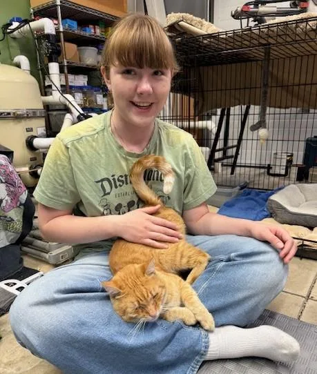 A young large-sized male Orange & White Tabby cat named Archie is great with for adoption in Eagle Point, OR