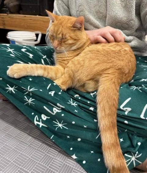 Archie is great with thumbnail 2