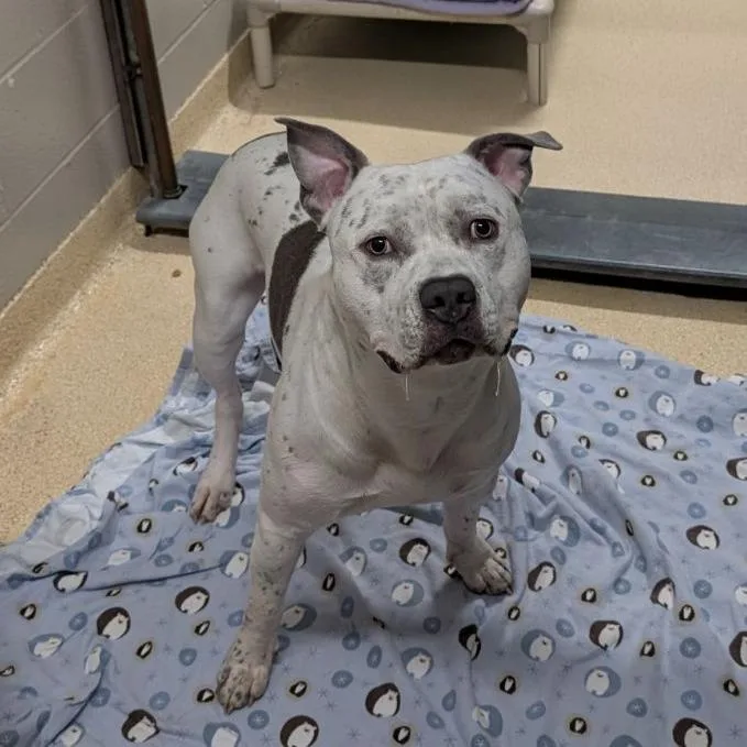 A young large-sized male Mixed Breed dog named Rocky for adoption in Fairport, NY