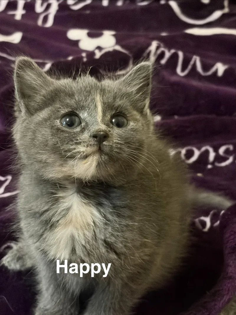 A baby medium-sized female Dilute Tortoiseshell Domestic Short Hair cat named Happy for adoption in Kenhorst, PA