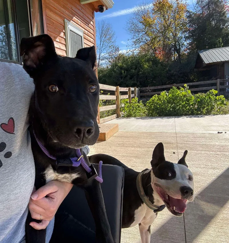 Macaroni thumbnail 2