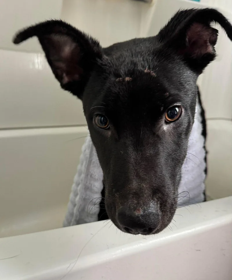 Macaroni thumbnail 3