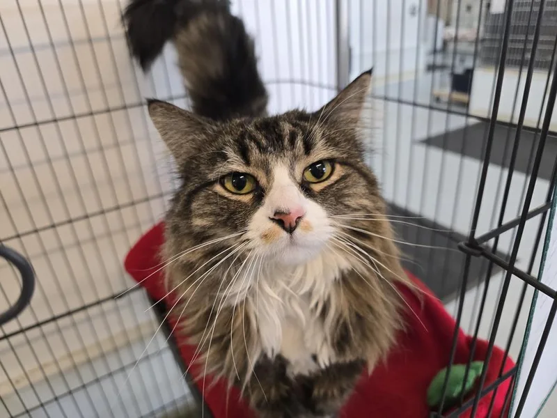 An adult medium-sized female Domestic Long Hair cat named Stella G for adoption in Southbury, CT