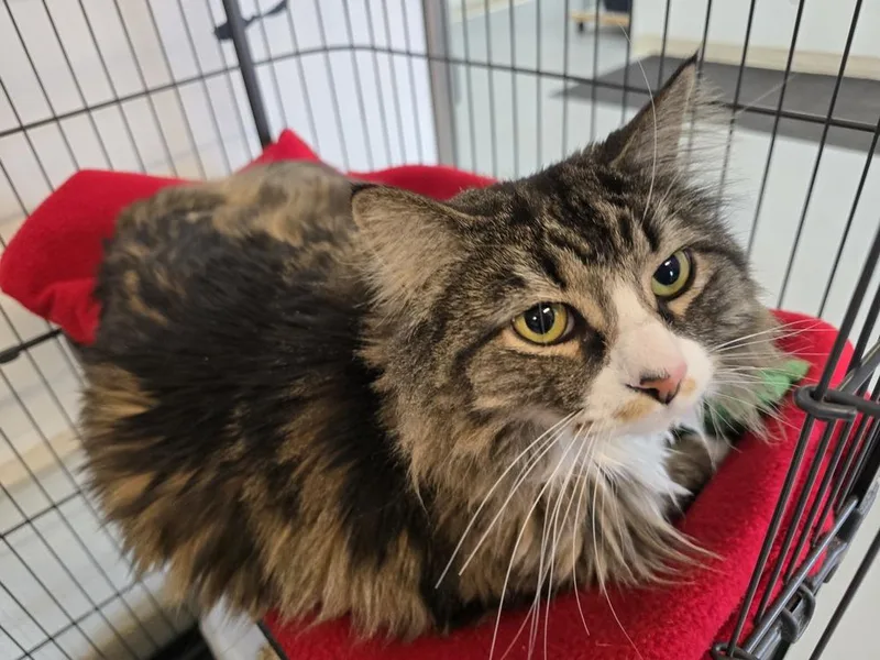 Stella G thumbnail 2