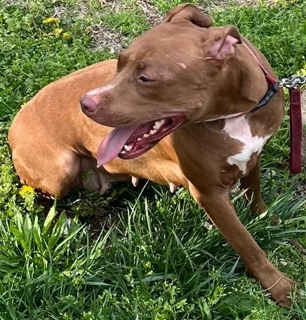 An adult large-sized female Brown / Chocolate Mixed Breed dog named Lorelai for adoption in Alexandria, VA