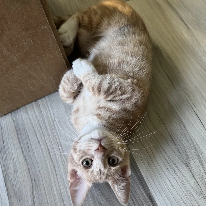 A baby small-sized male Orange & White American Shorthair cat named Buttercup for adoption in Houston, TX