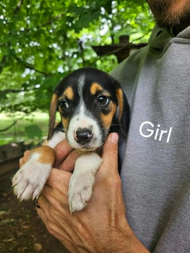 A young small-sized female Beagle dog named Cora for adoption in Newaygo, MI