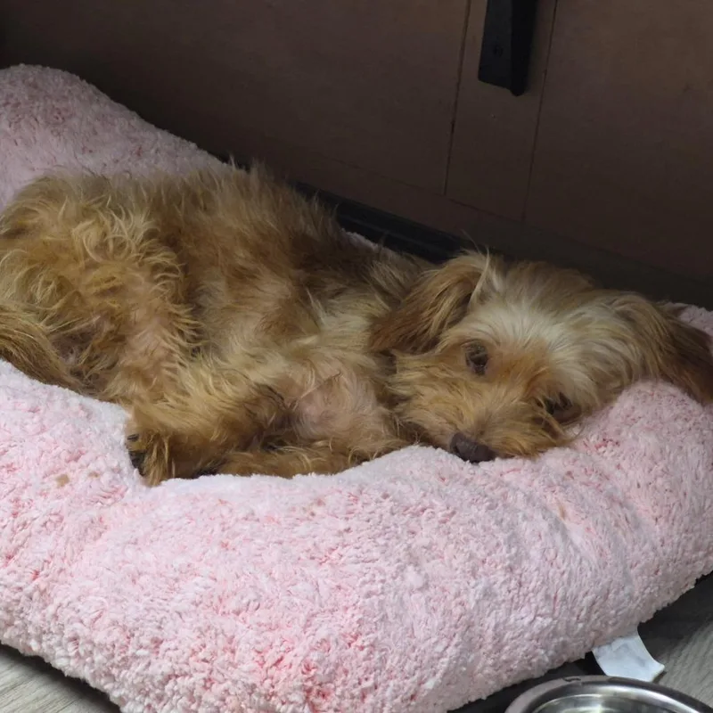 A senior small-sized male Red / Chestnut / Orange Yorkshire Terrier dog named Ottie for adoption in Cleveland, MS