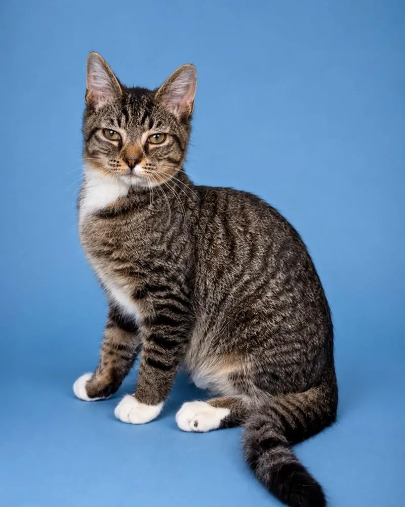 A baby small-sized male Domestic Long Hair cat named Brumby Crossing for adoption in Tifton, GA