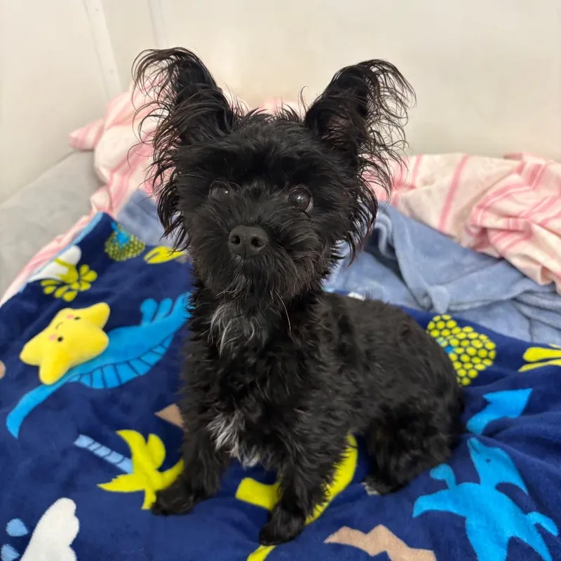 A young small-sized female Black Yorkshire Terrier dog named Sara for adoption in Yucaipa, CA