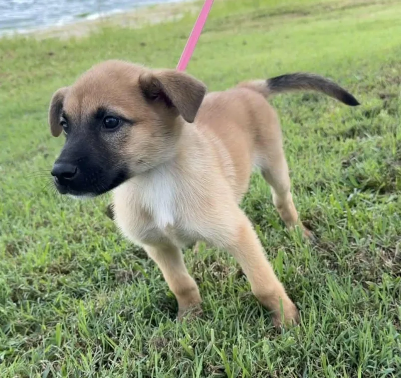 A baby medium-sized female Labrador Retriever dog named Mandy for adoption in Saint Petersburg, FL