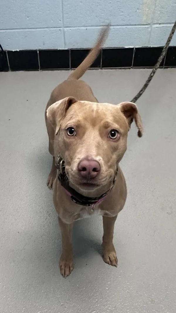 Pen  Punky thumbnail 2