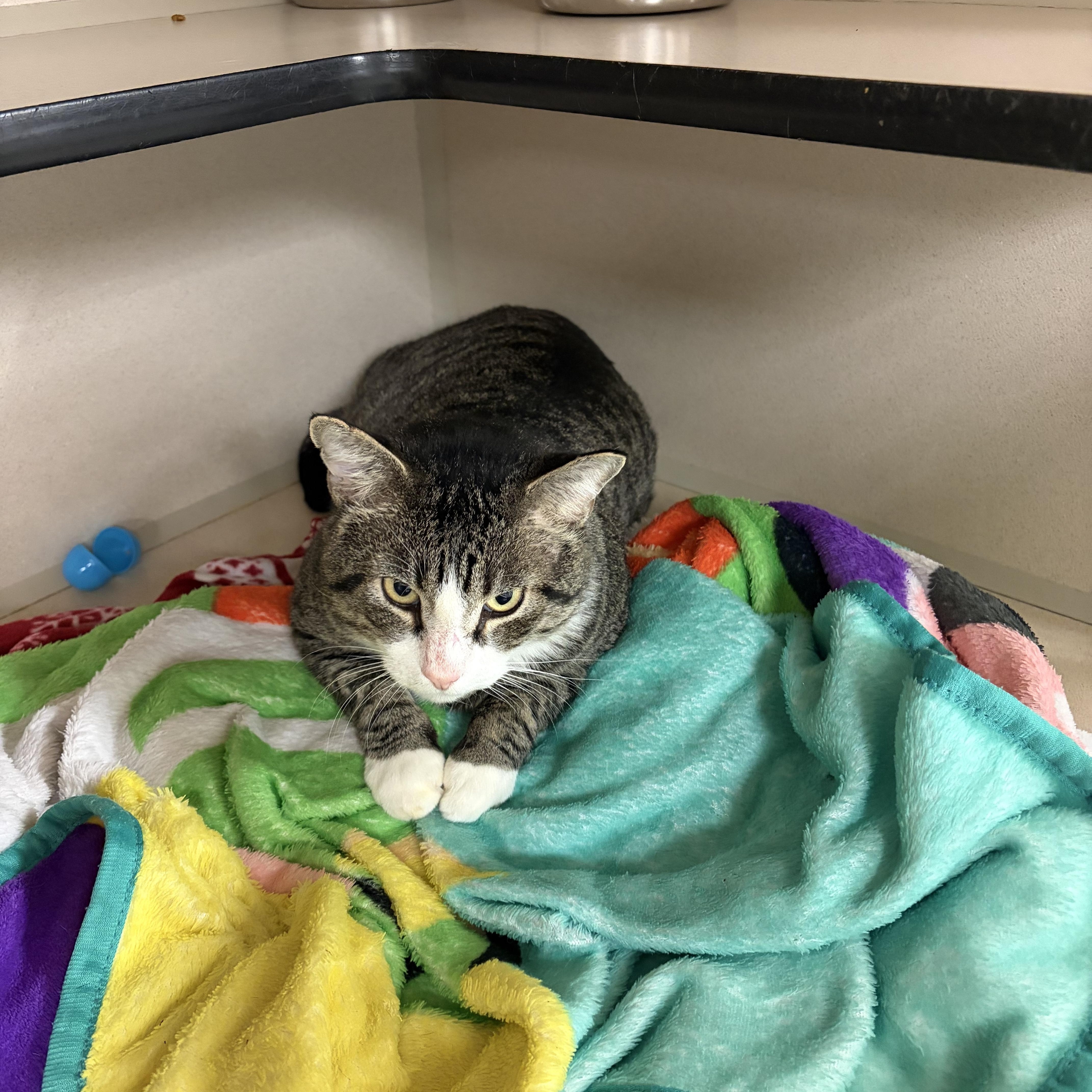 An adult large-sized male Domestic Short Hair cat named Jerry for adoption in Log Lane Village, CO