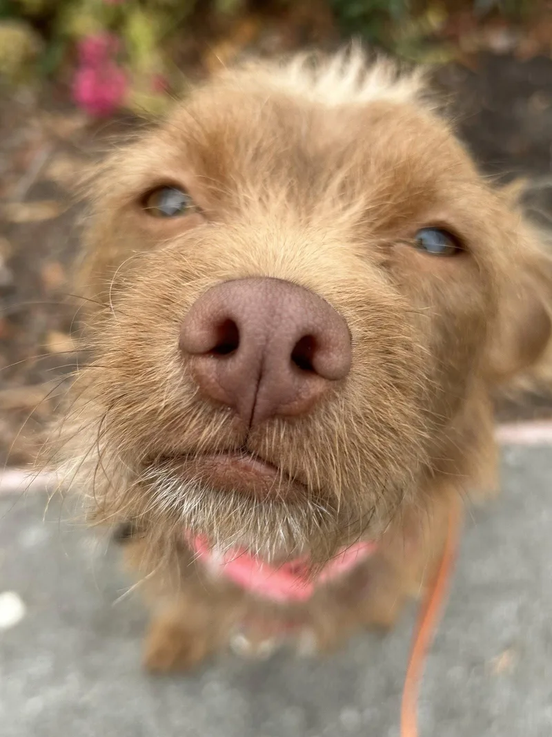 A young small-sized female Terrier dog named Niffty for adoption in Santa Clara, CA