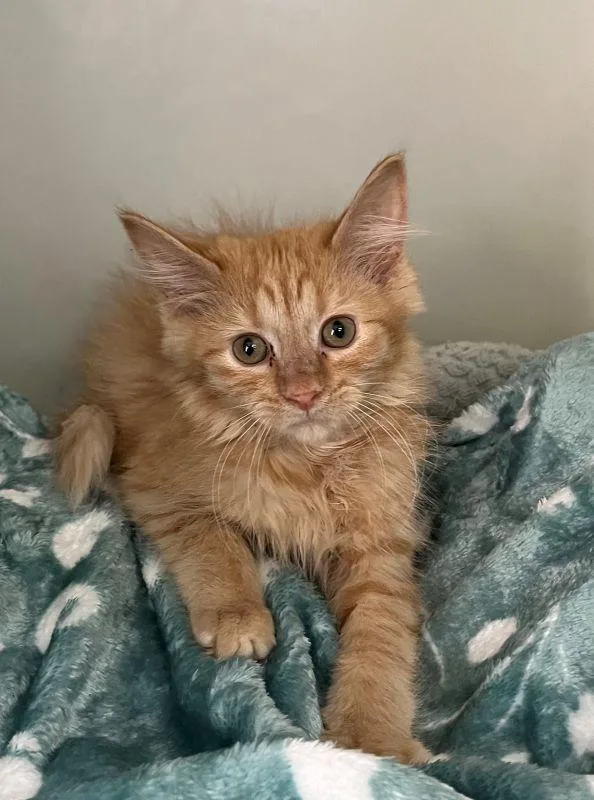 A baby medium-sized female Domestic Long Hair cat named Charlotte for adoption in Genoa, IL