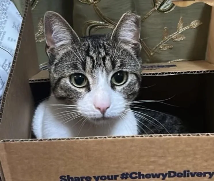 An adult medium-sized male Tabby (Brown / Chocolate) Domestic Short Hair cat named Nino for adoption in Commerce City, CO