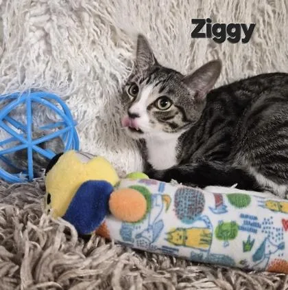 A baby small-sized male Domestic Short Hair cat named Ziggy for adoption in Conway, SC