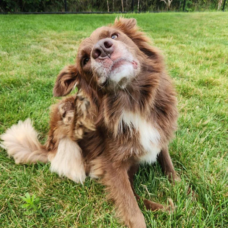 A young medium-sized male Brown / Chocolate Australian Shepherd dog named Paddy for adoption in Fort Wayne, IN