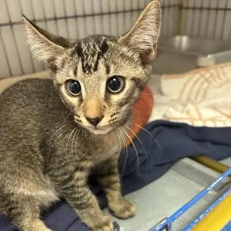 A baby small-sized male Brown / Chocolate Domestic Short Hair cat named Mozzerella for adoption in Blairsville, GA