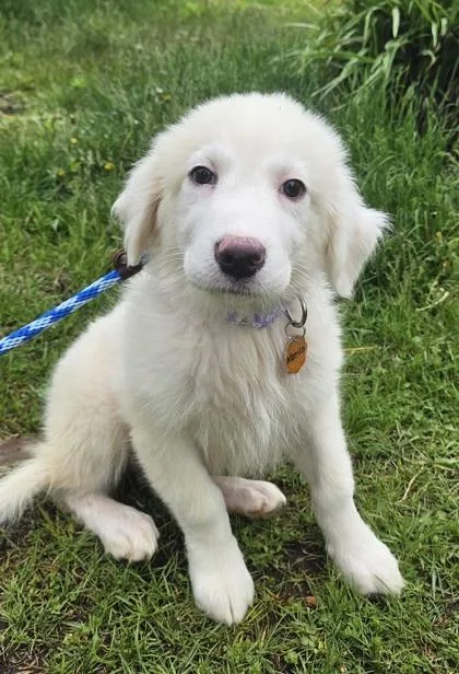 A baby small-sized female Great Pyrenees dog named Monica for adoption in Salem, NH