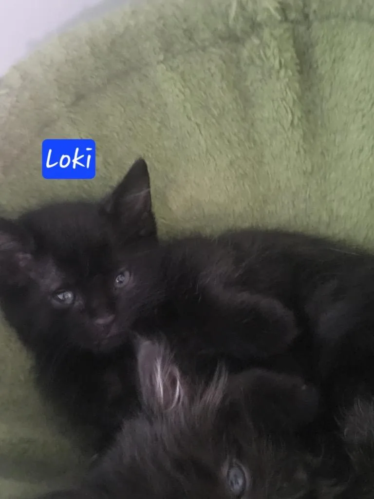 Loki