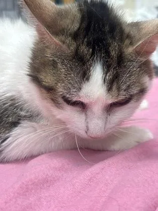 A baby medium-sized female White Domestic Medium Hair cat named 61308533 for adoption in El Paso, TX
