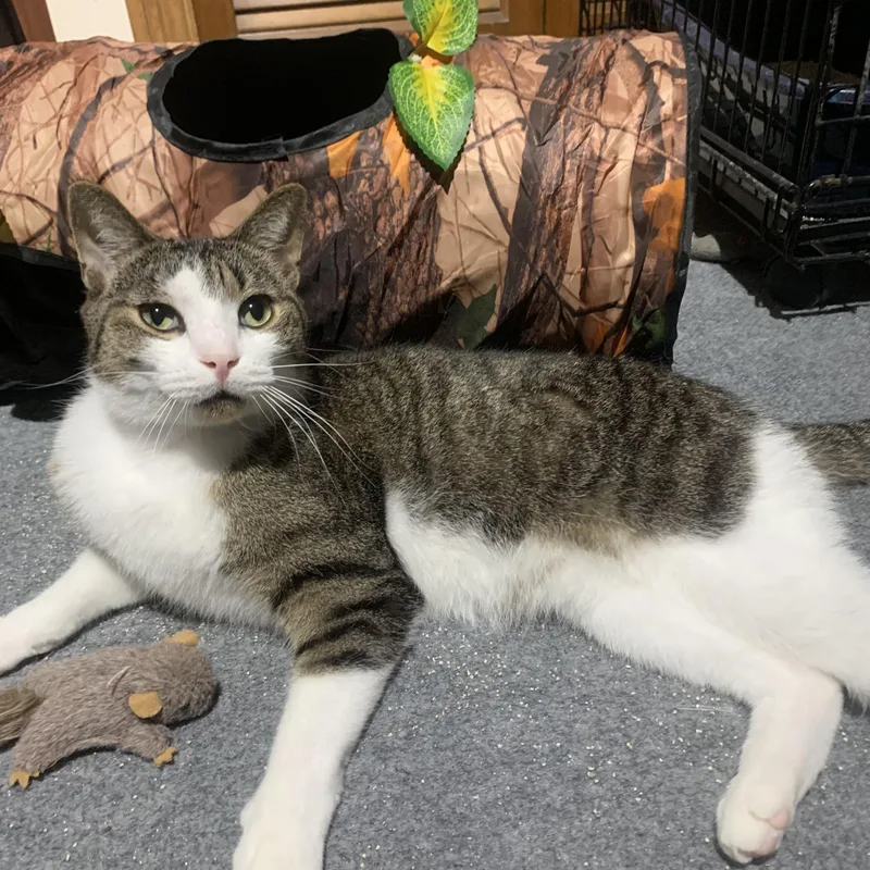 Sirachi “sir” thumbnail 2