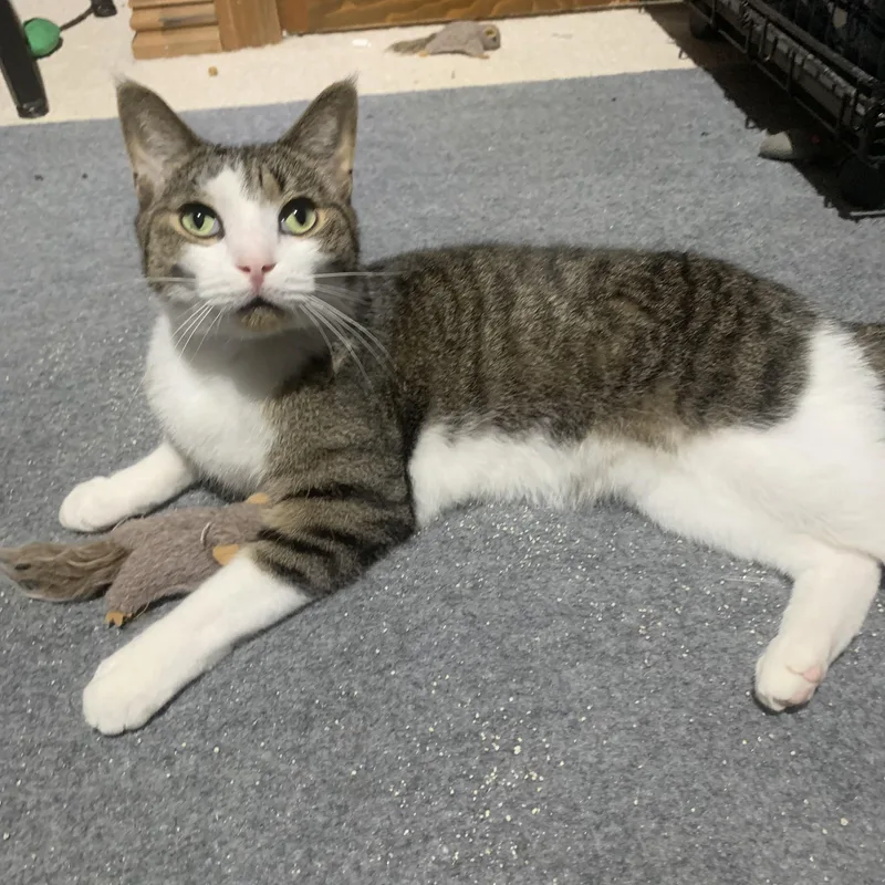 Sirachi “sir” thumbnail 3