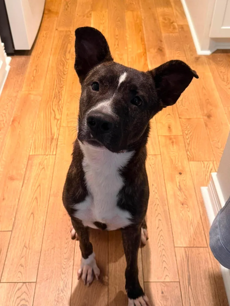 An adult medium-sized male Brindle Labrador Retriever dog named Pretzel for adoption in Willis, TX