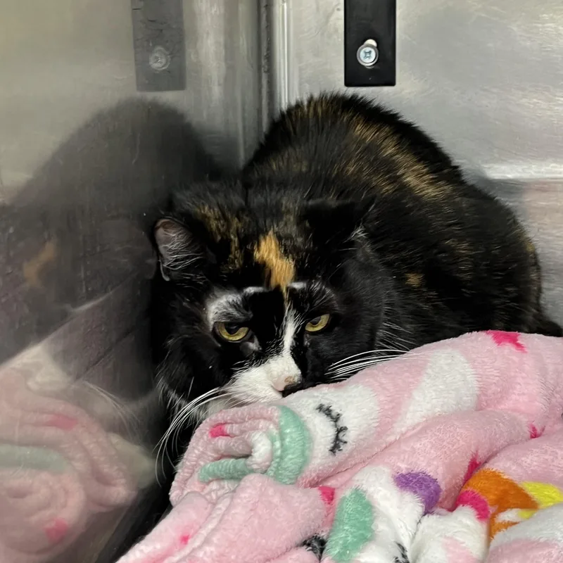 A senior medium-sized female Tortoiseshell Tortoiseshell cat named Katie for adoption in Pompton Plains, NJ
