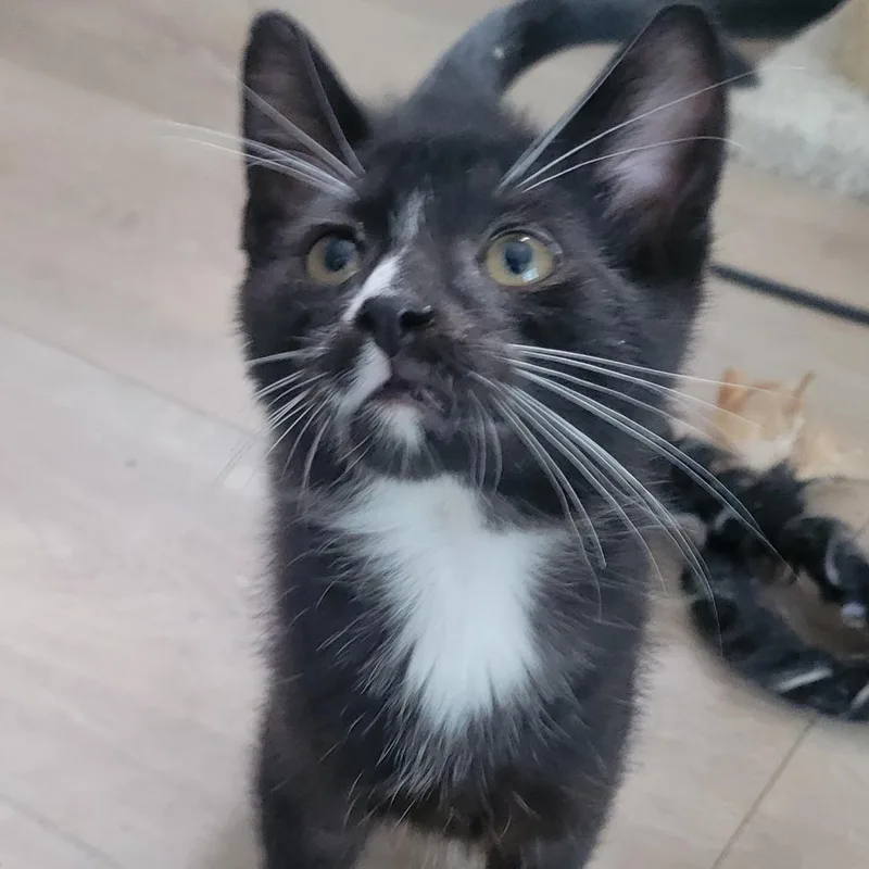 A baby small-sized male Domestic Short Hair cat named Teddy for adoption in Portage, MI