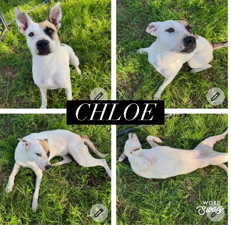 Chloe