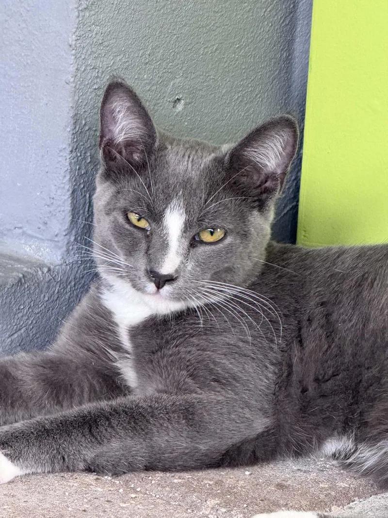 A baby small-sized male Gray & White Domestic Short Hair cat named Wally for adoption in Myakka City, FL