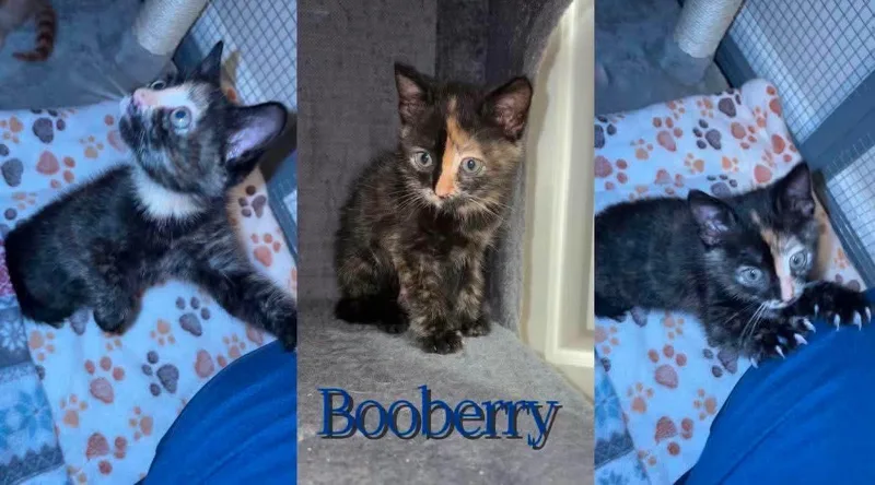 A baby medium-sized female Tortoiseshell Domestic Short Hair cat named Booberry for adoption in Cosby, TN