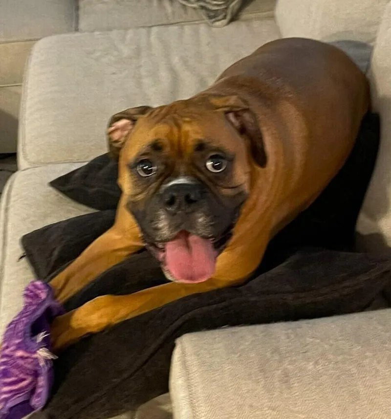 Dutchess Ii  Abr thumbnail 2