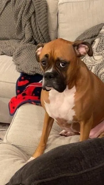 Dutchess Ii  Abr thumbnail 3