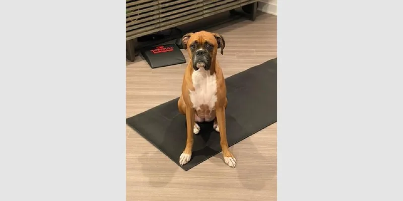 Dutchess Ii  Abr thumbnail 5