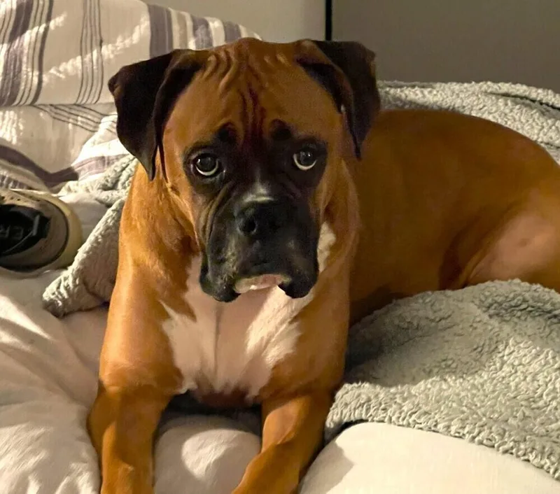 Dutchess Ii  Abr thumbnail 6