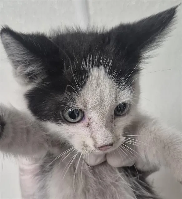 A baby small-sized male Domestic Short Hair cat named Joey for adoption in Bakersfield, CA
