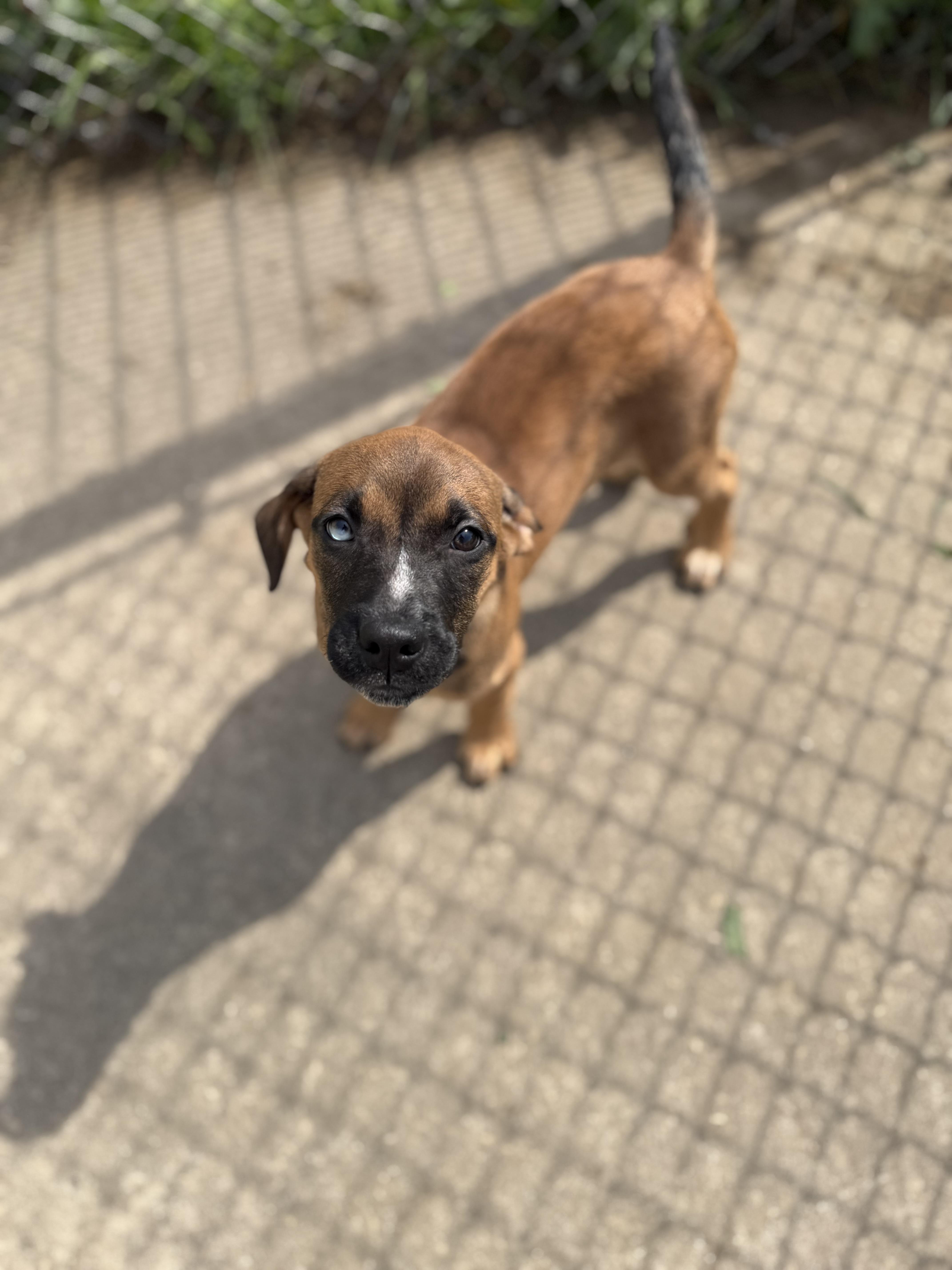 A baby medium-sized female Brown / Chocolate Boxer dog named Piper for adoption in Dodgeville, WI